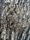 Cicada camouflaged on an olive tree.jpg